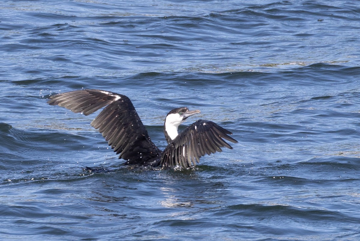 Black-faced Cormorant - ML584978031