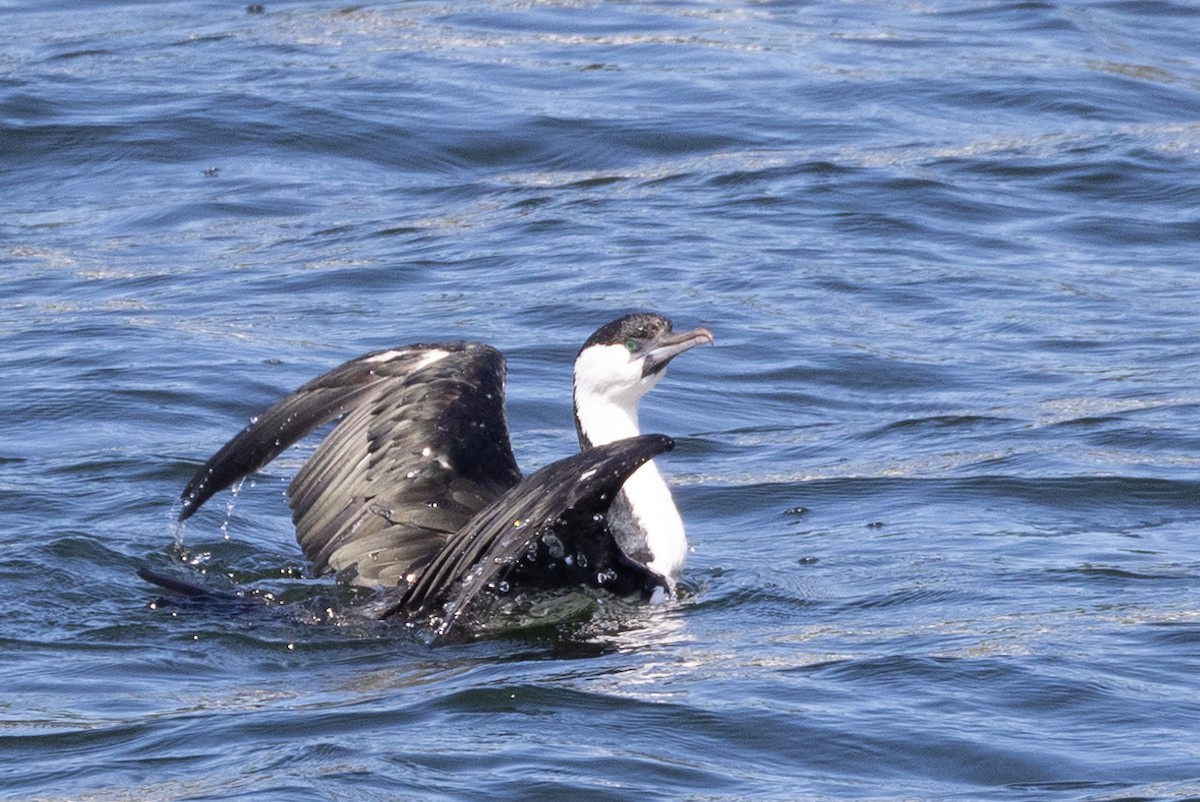 Black-faced Cormorant - ML584978041