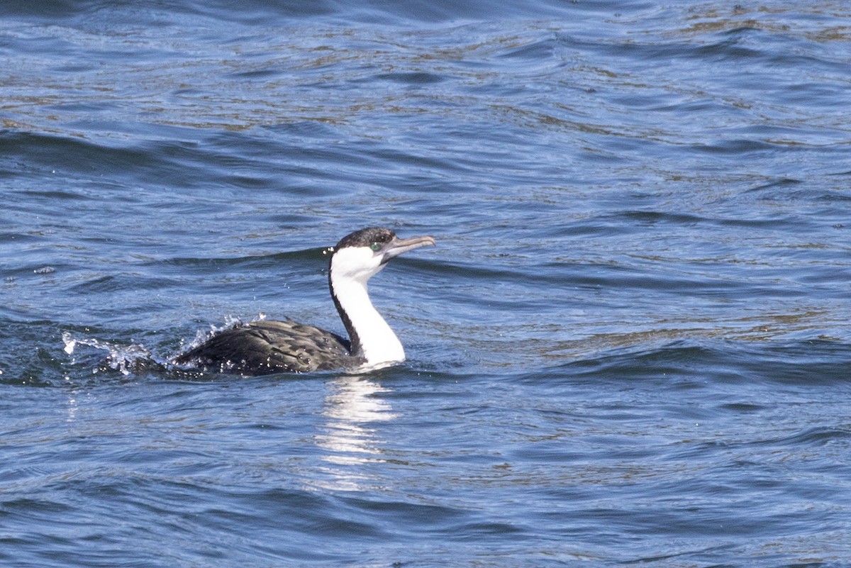 Black-faced Cormorant - ML584978051