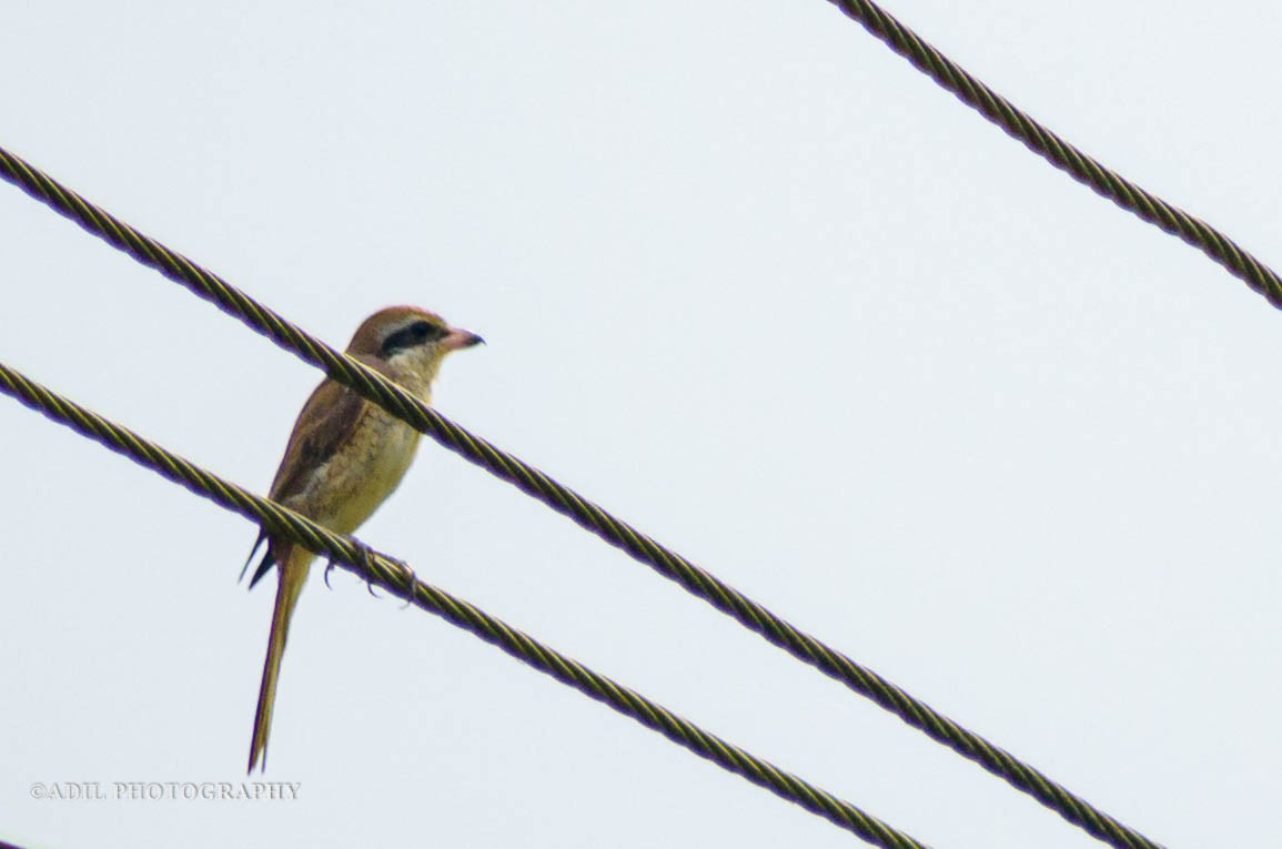 Brown Shrike - ML584978591