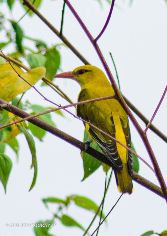 Indian Golden Oriole - Dr. ADIL A