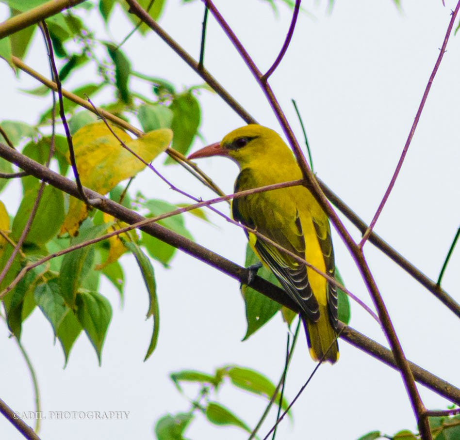 Indian Golden Oriole - ML584979021