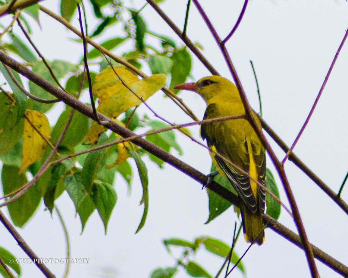 Indian Golden Oriole - ML584979031