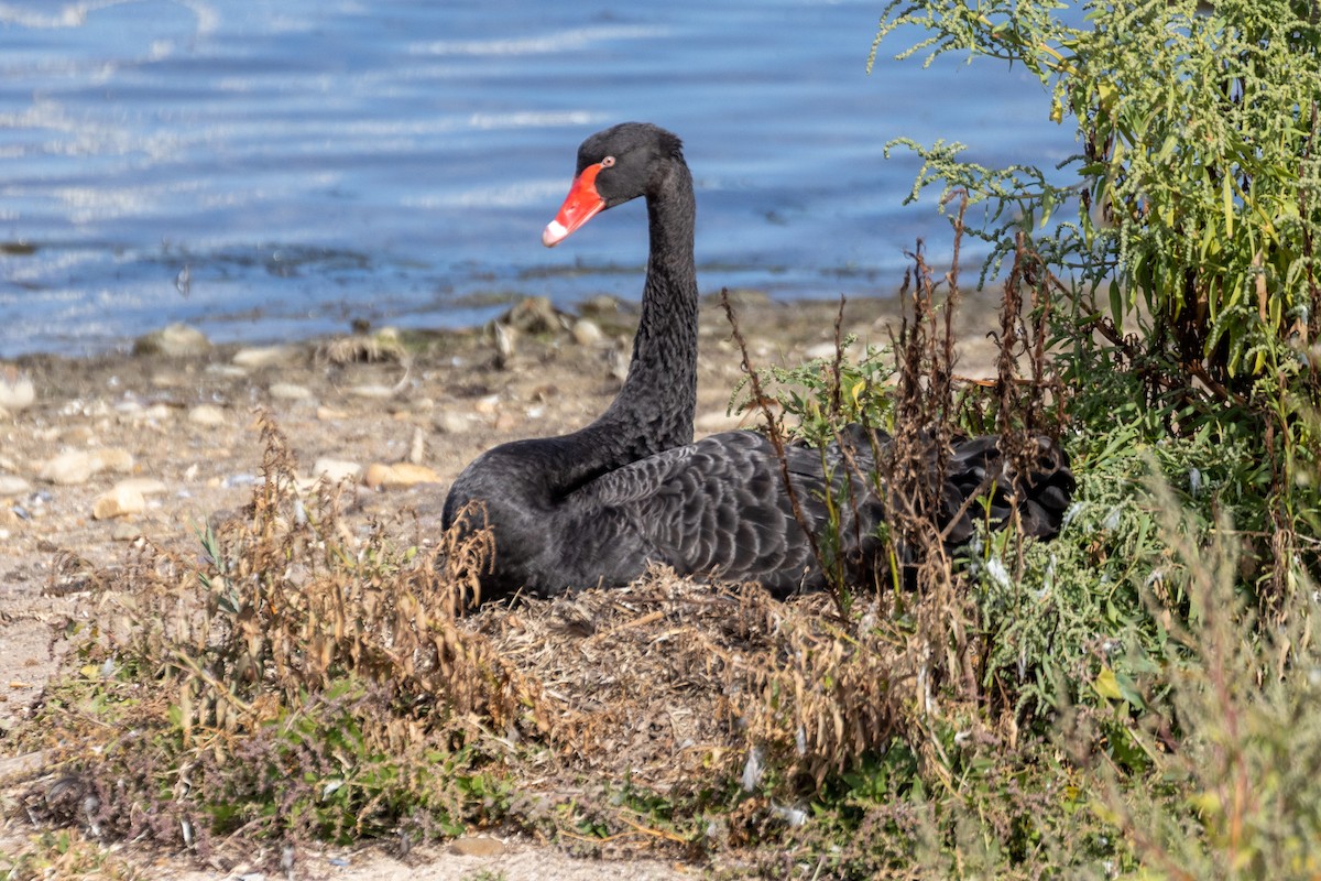 Black Swan - ML584979781