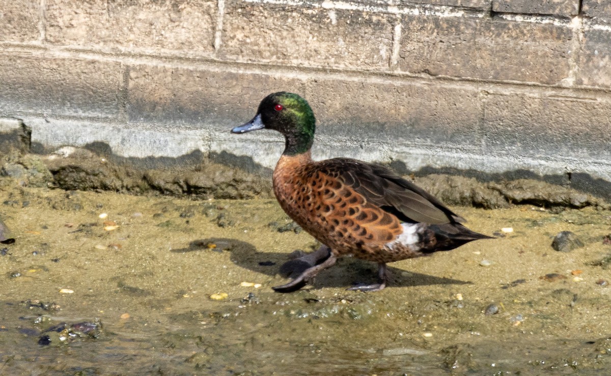 Chestnut Teal - ML584979881