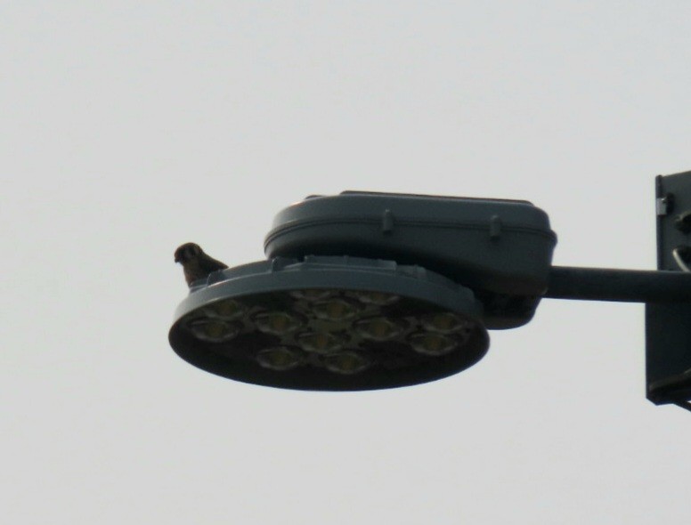 American Kestrel - ML584980051