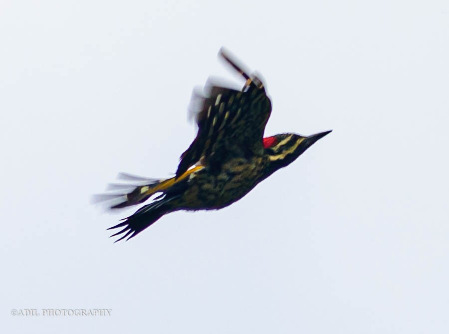 Black-rumped Flameback - Dr. ADIL A