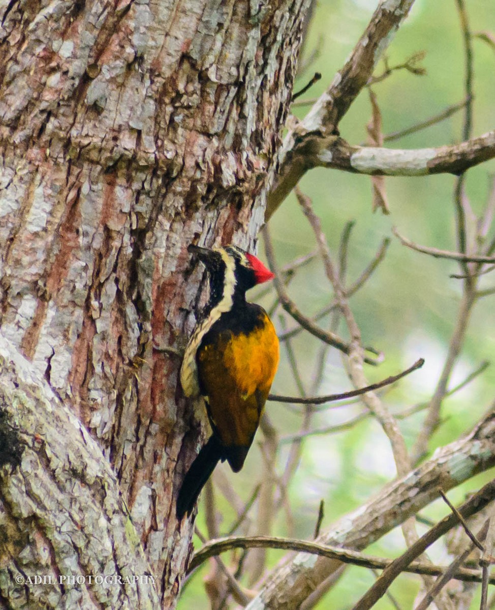 Black-rumped Flameback - ML584980121