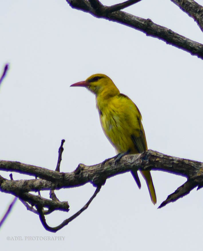 Indian Golden Oriole - ML584980211