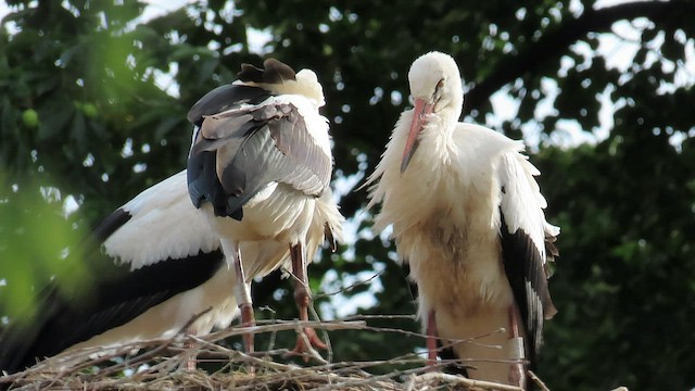 Cigogne blanche - ML584980691