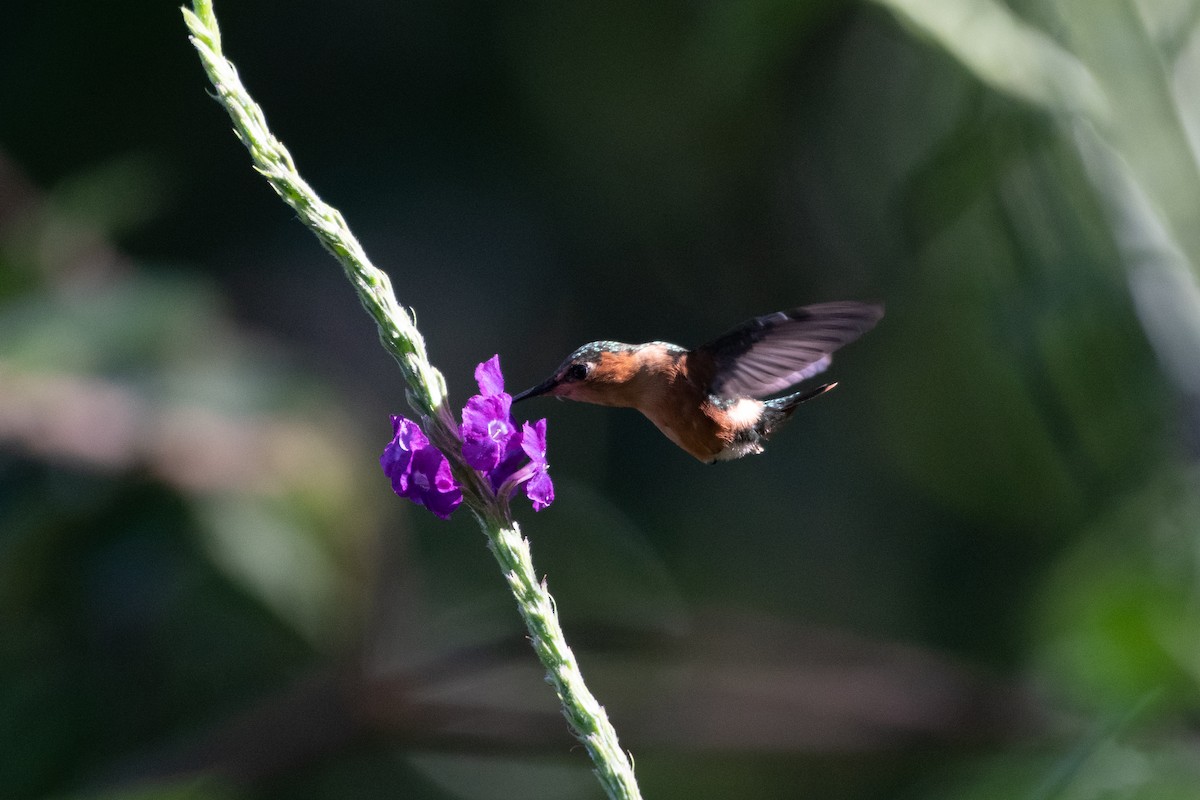 kalypta pruhoocasá - ML584981221