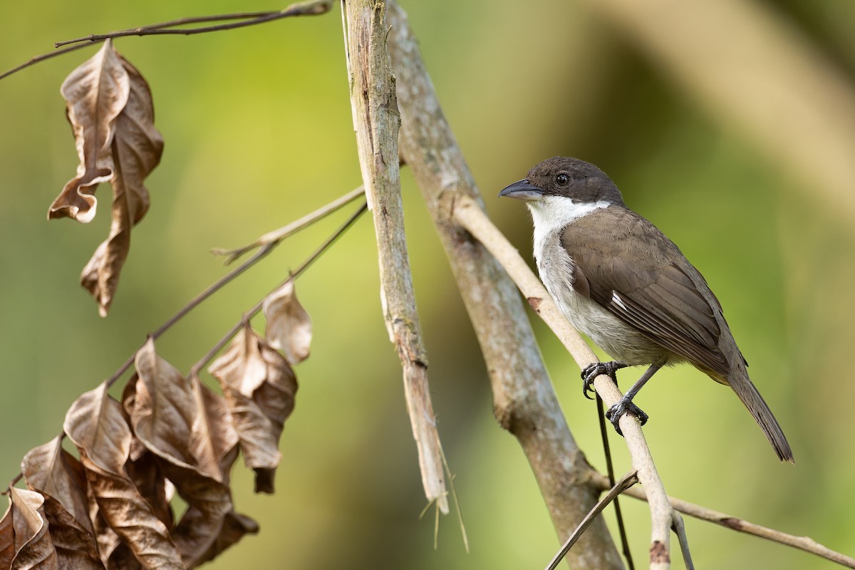 Puerto Rican Tanager - ML584982671