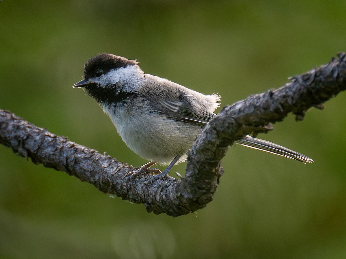 Mésange à tête noire - ML584983561