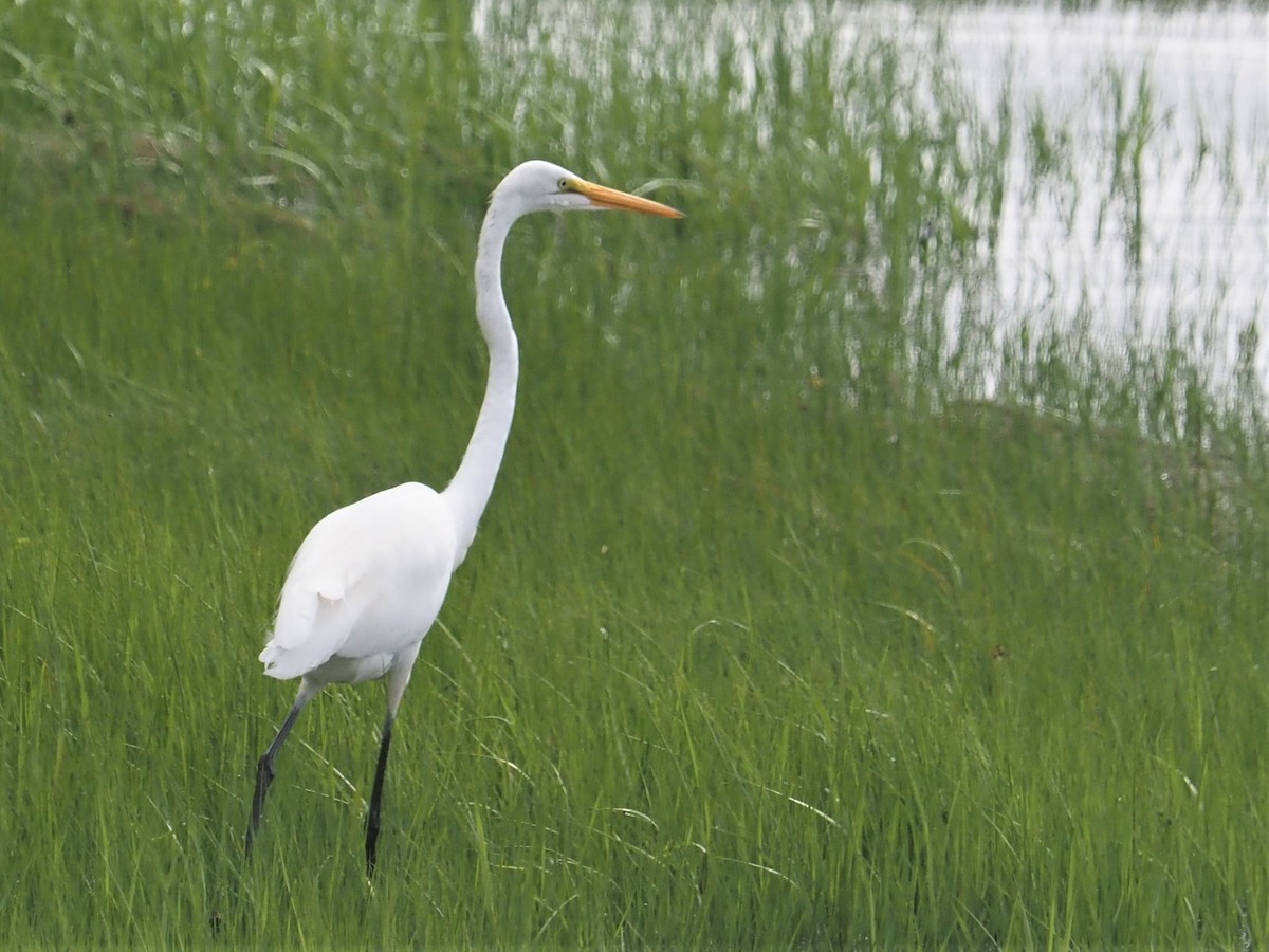 Great Egret - ML584984321