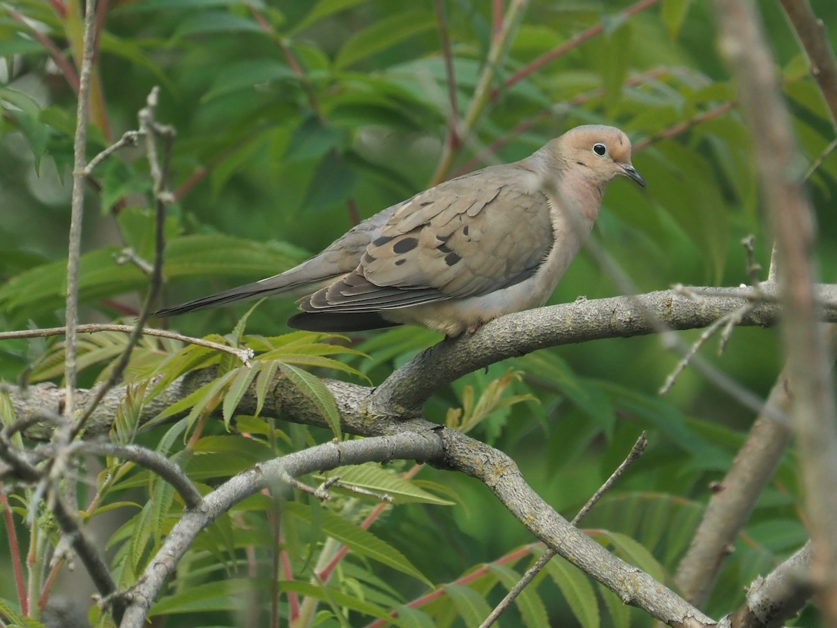 Mourning Dove - ML584984491