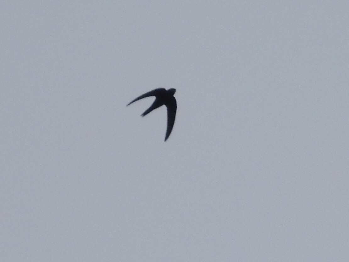 Common Swift - ML584985591