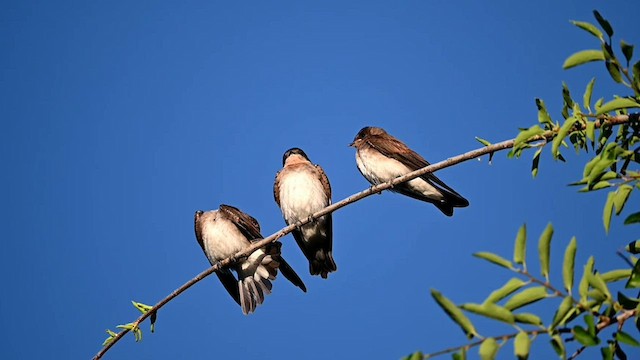 Hirondelle à ailes hérissées - ML584986801