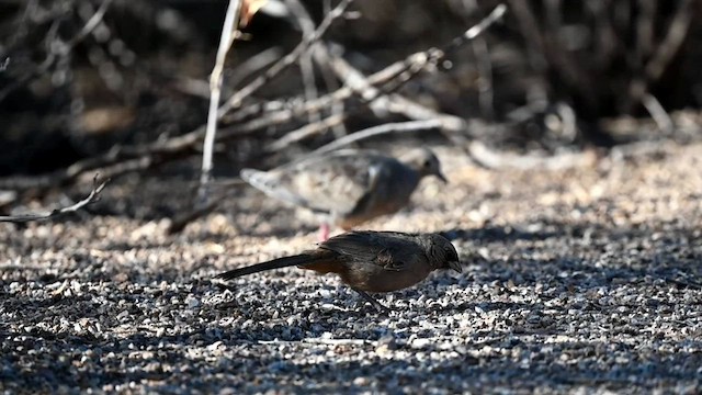 Abert's Towhee - ML584988191