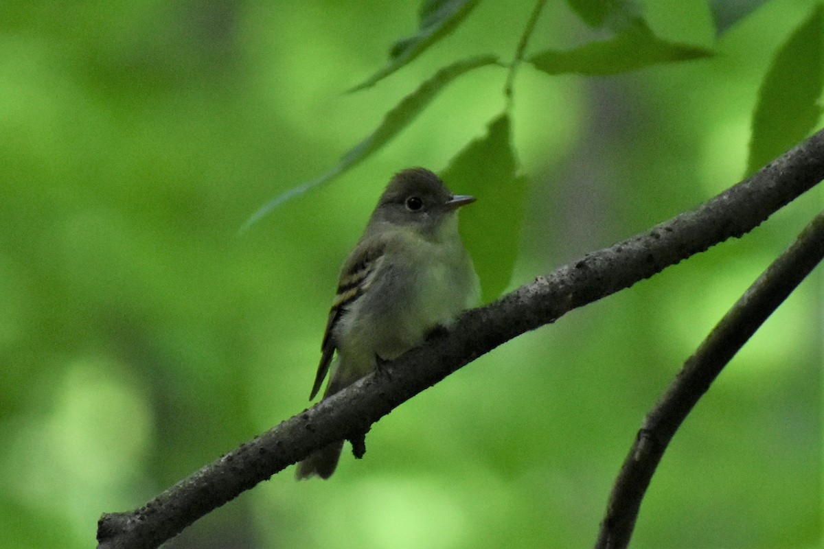 Acadian Flycatcher - ML584989281