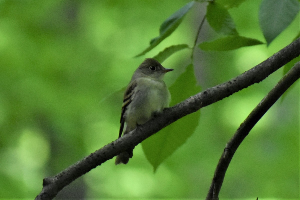 Acadian Flycatcher - ML584989291