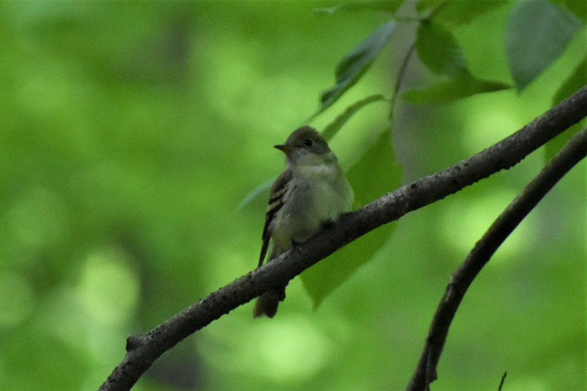 Acadian Flycatcher - ML584989301