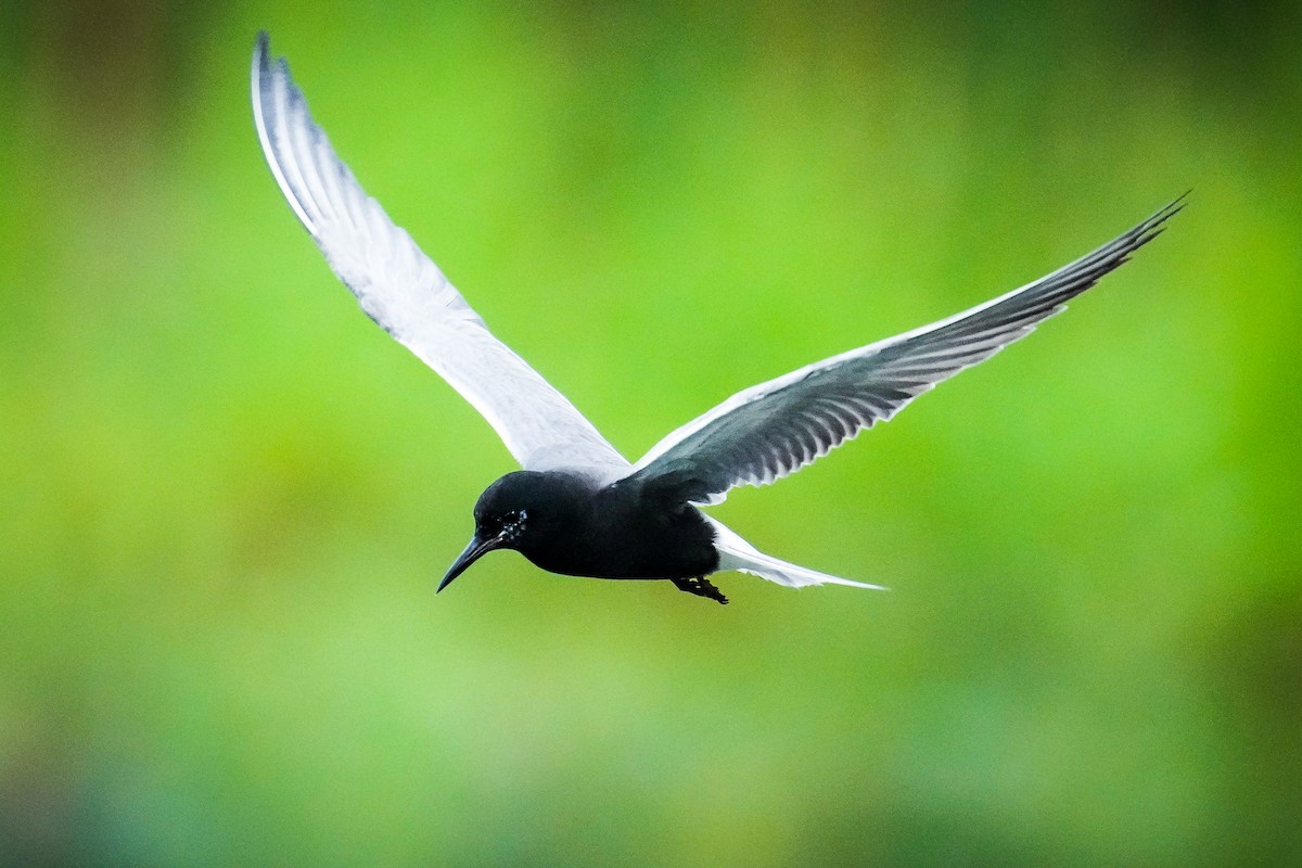 Black Tern - ML584989961