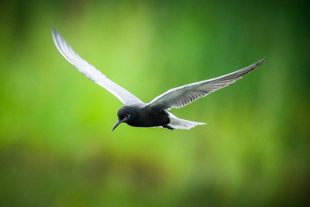 Black Tern - ML584990041