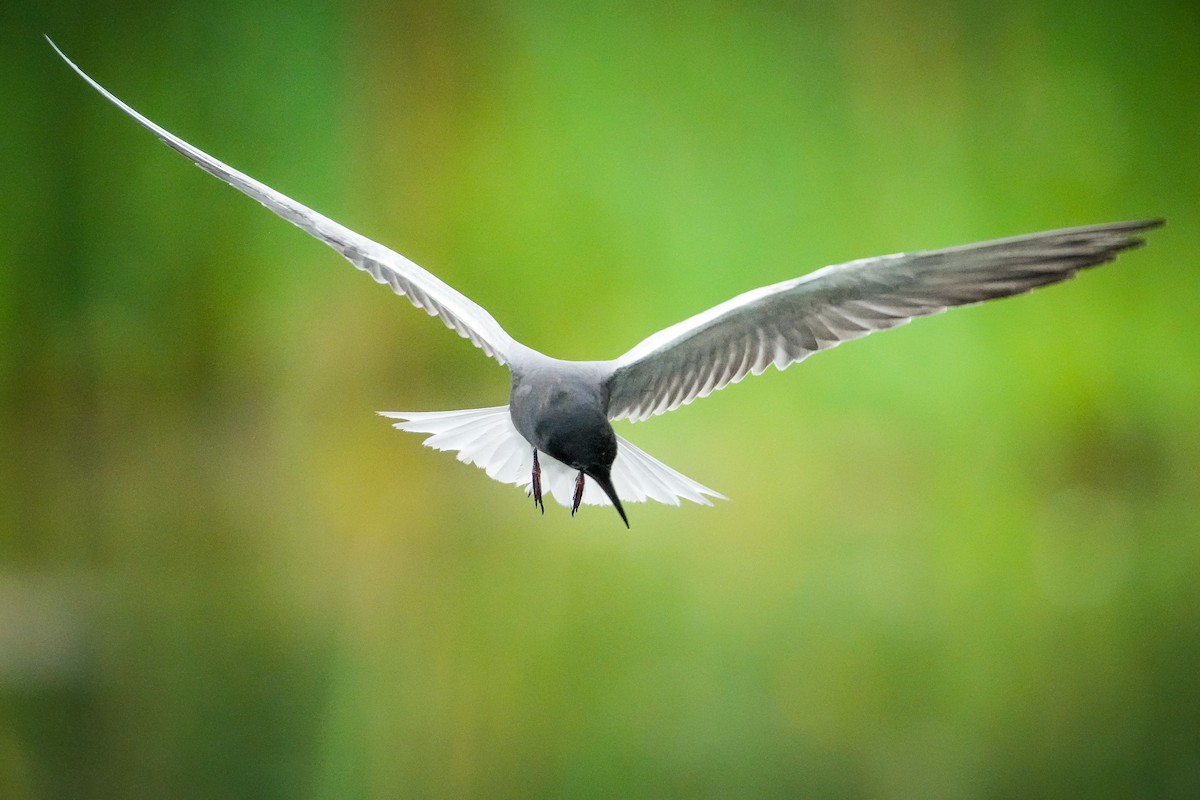 Black Tern - ML584990191