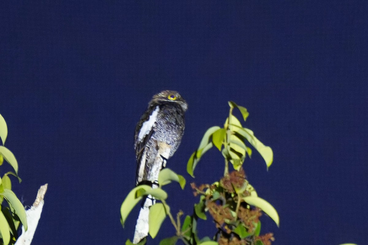 White-winged Potoo - ML584990651