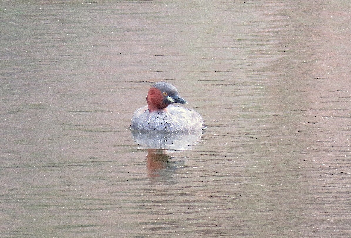Little Grebe - ML584991331