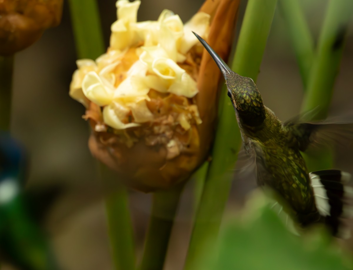 Band-tailed Barbthroat - Andrew Thornton