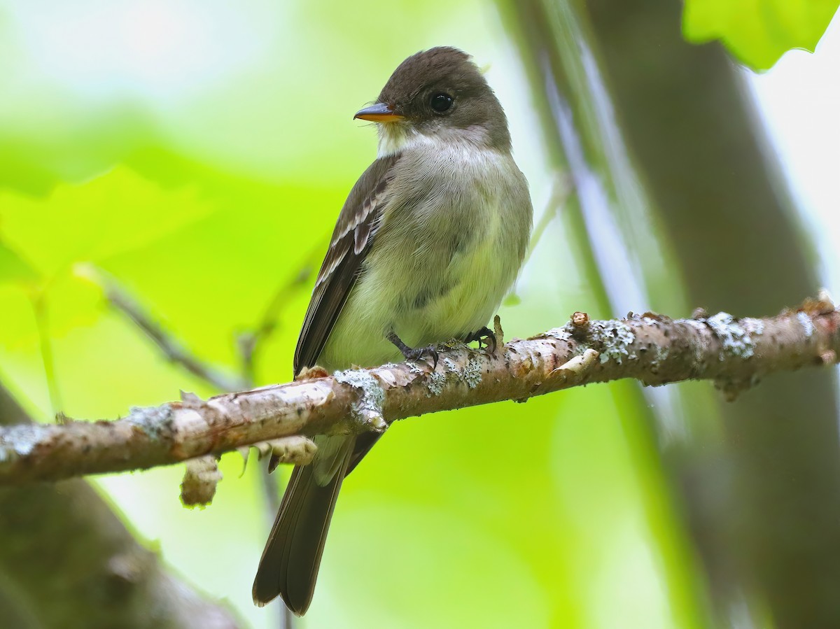 Eastern Wood-Pewee - ML584994771