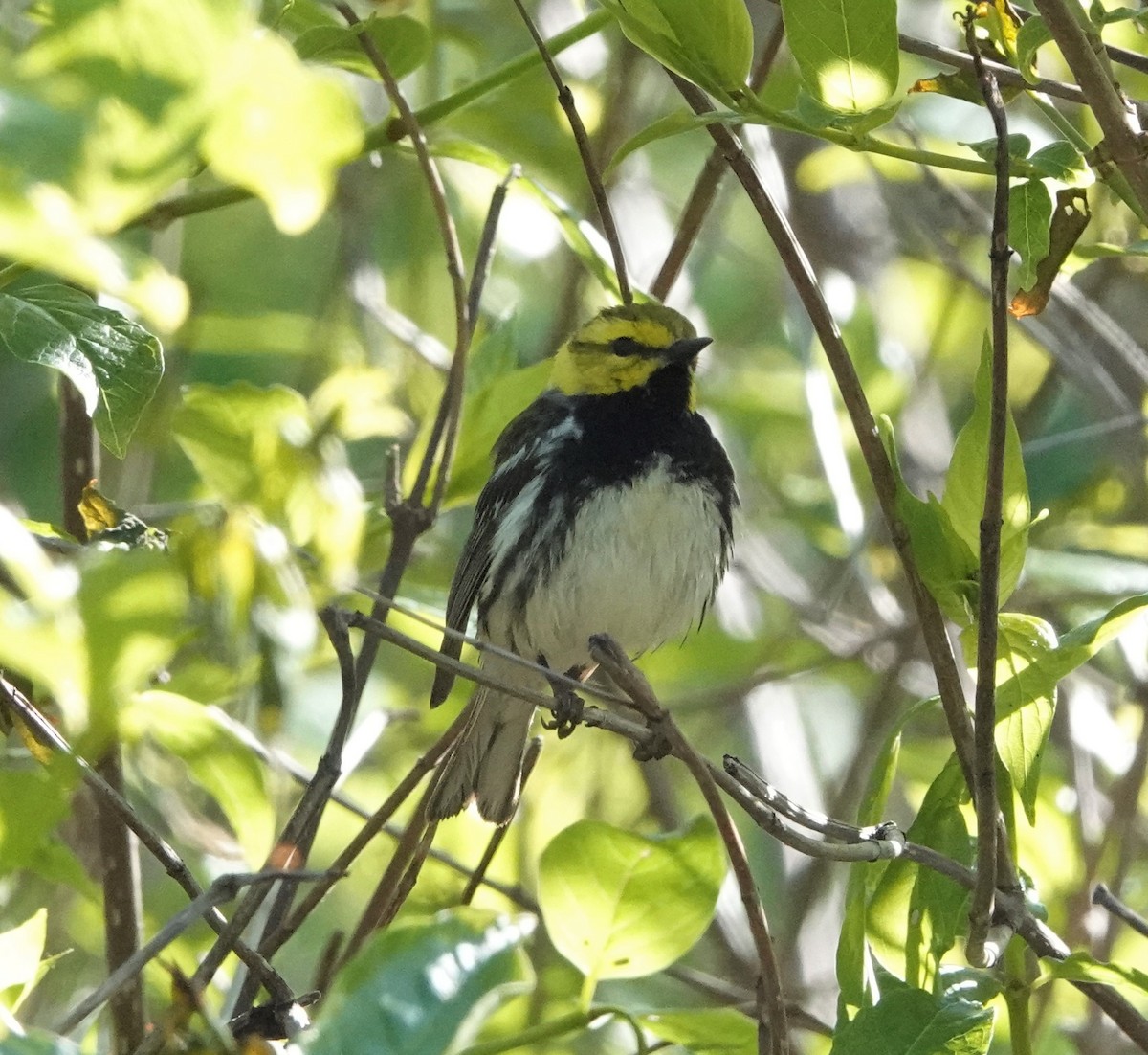 Black-throated Green Warbler - ML584995951