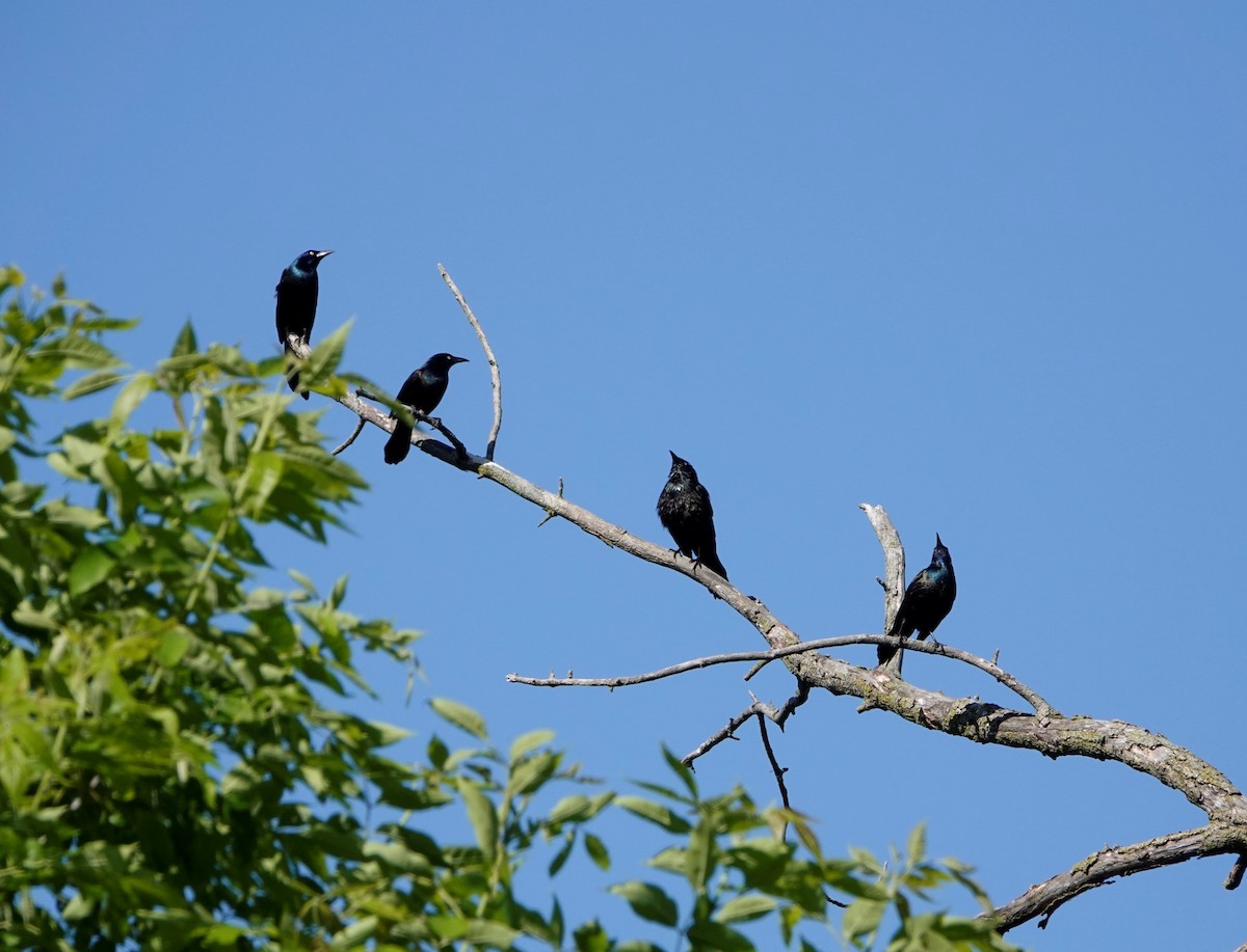 Common Grackle - ML584996081