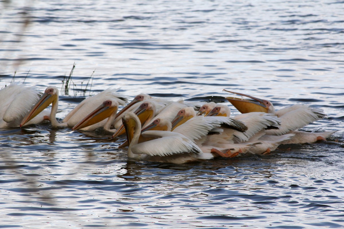 Pellicano comune - ML58499621