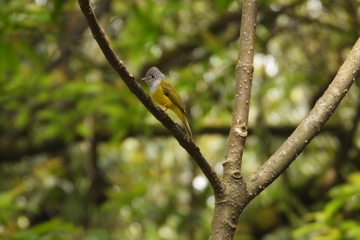 Gray-headed Canary-Flycatcher - ML584996231