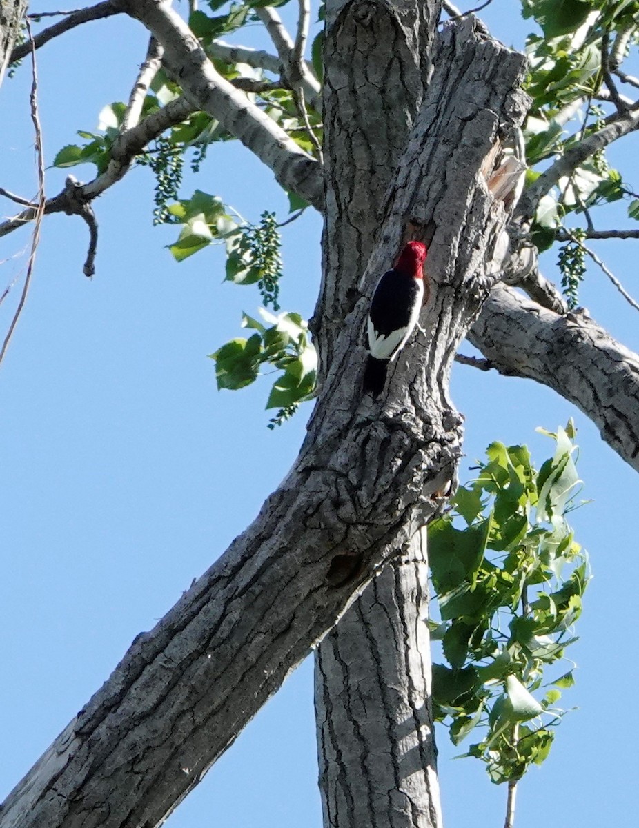 Pic à tête rouge - ML584996241