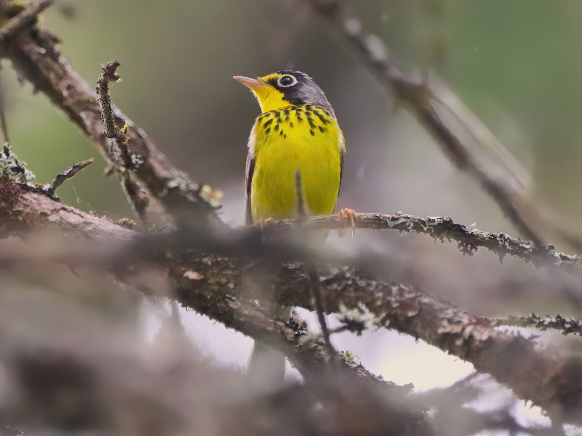 Canada Warbler - ML584996291