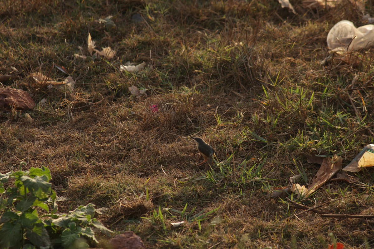 Ashy Prinia - ML584996501