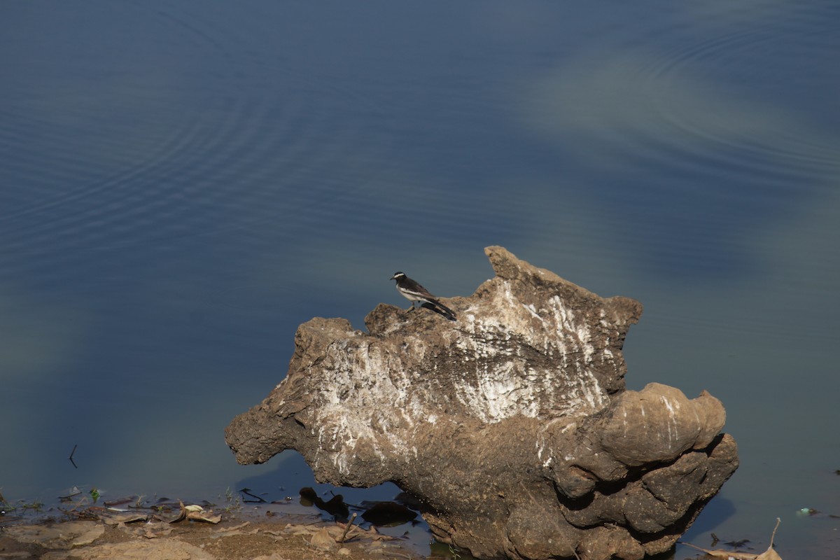 White-browed Wagtail - ML584996661