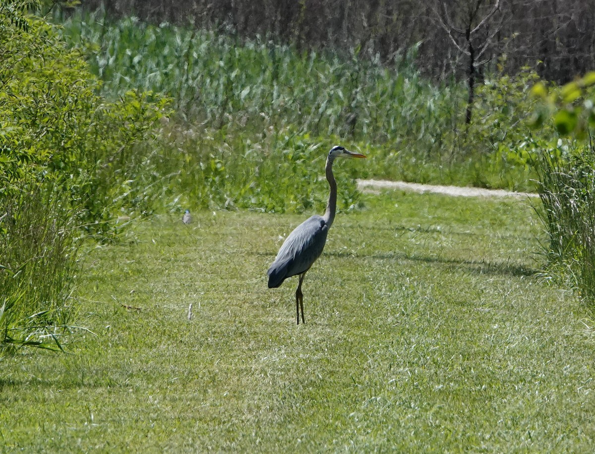 Great Blue Heron (Great Blue) - ML584997041