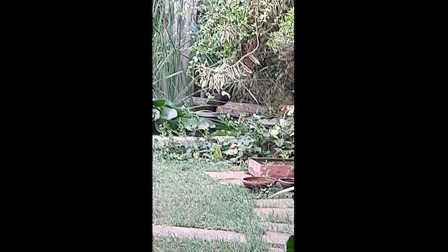 hvitbrystrikse - ML584998911