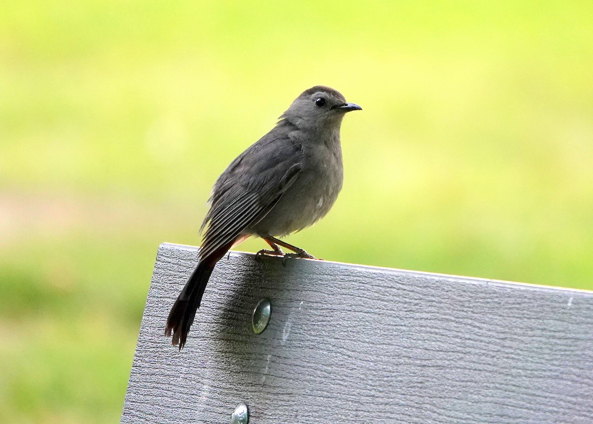 Gray Catbird - jerry pruett