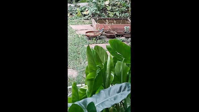 buskfluesnapper - ML584999651