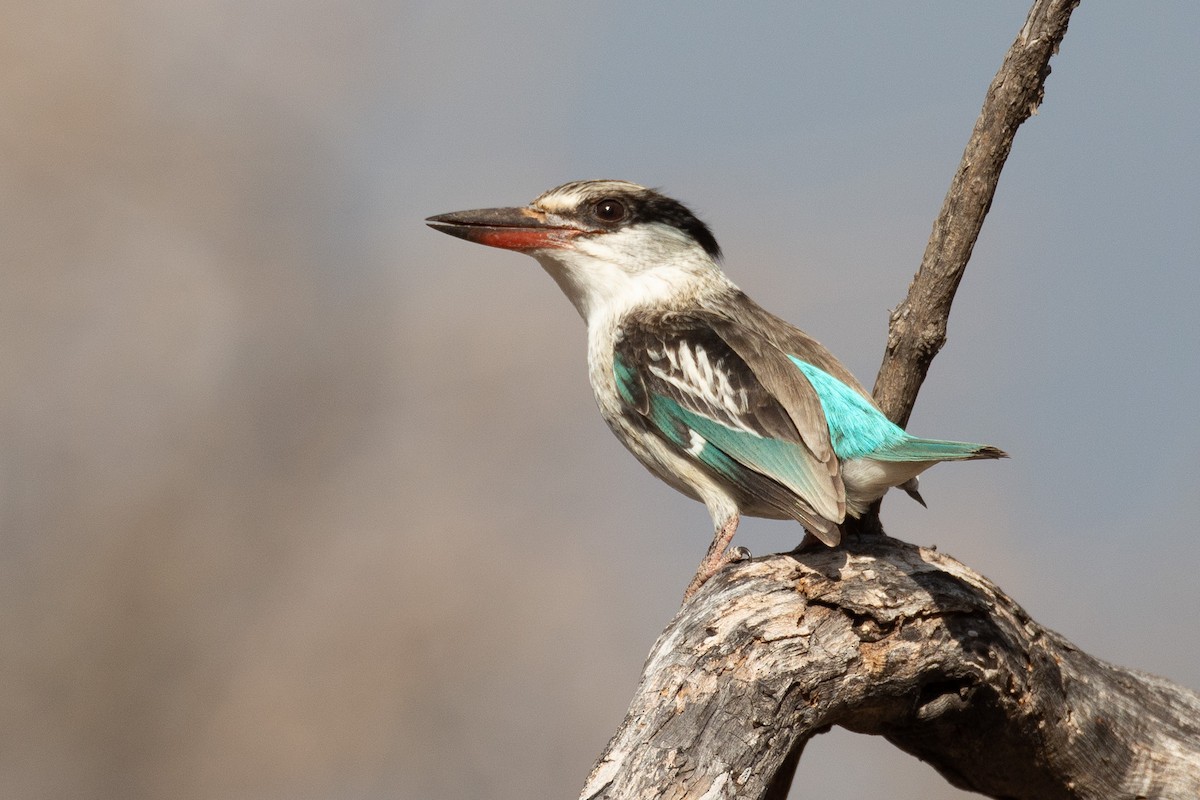 Striped Kingfisher - ML585000081