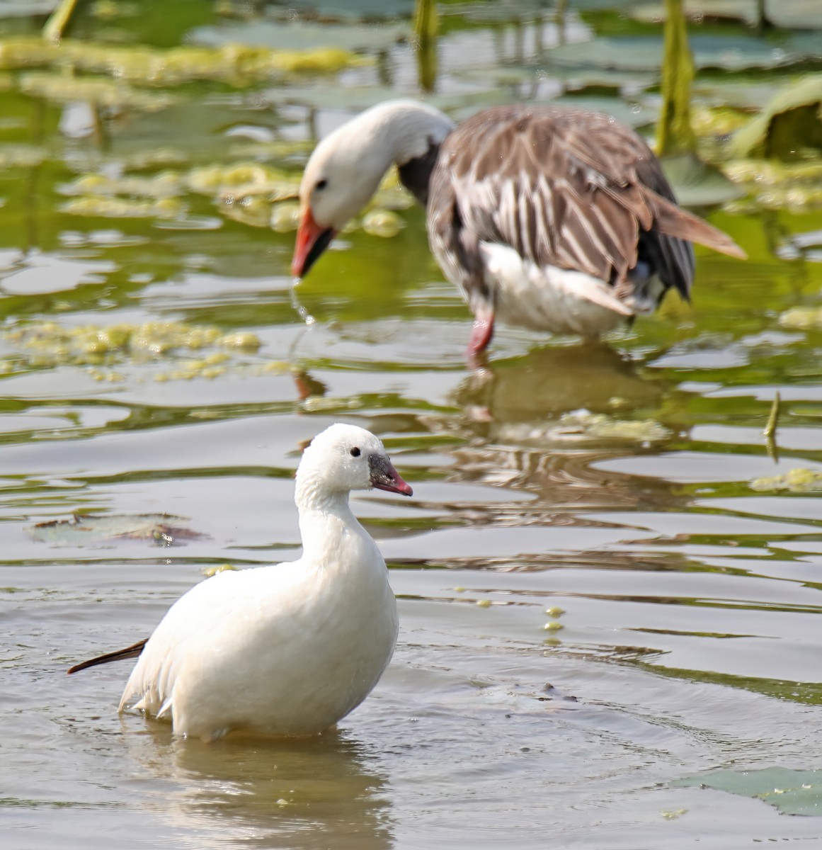 Ross's Goose - ML585000281