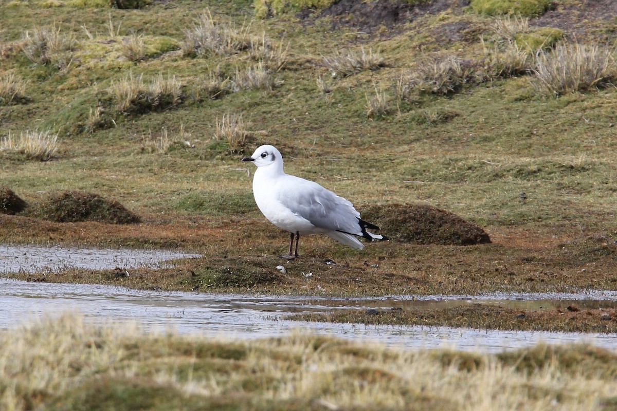 Andean Gull - Robert Gowan