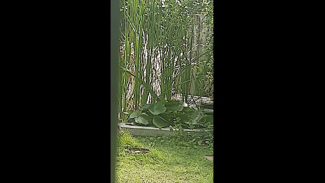 hvitbrystrikse - ML585001011