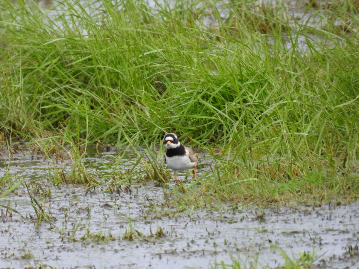 Common Ringed Plover - ML585001561