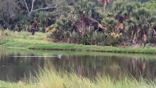 Black Skimmer - ML585001721